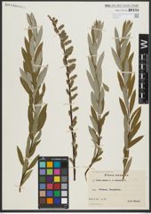Foto von Salix repens L. x Salix viminalis L.